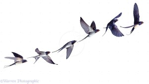 swallows